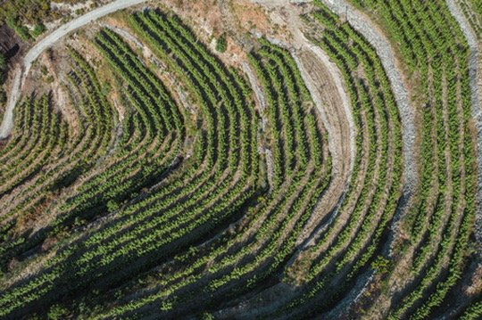 Tsiakkas Winery