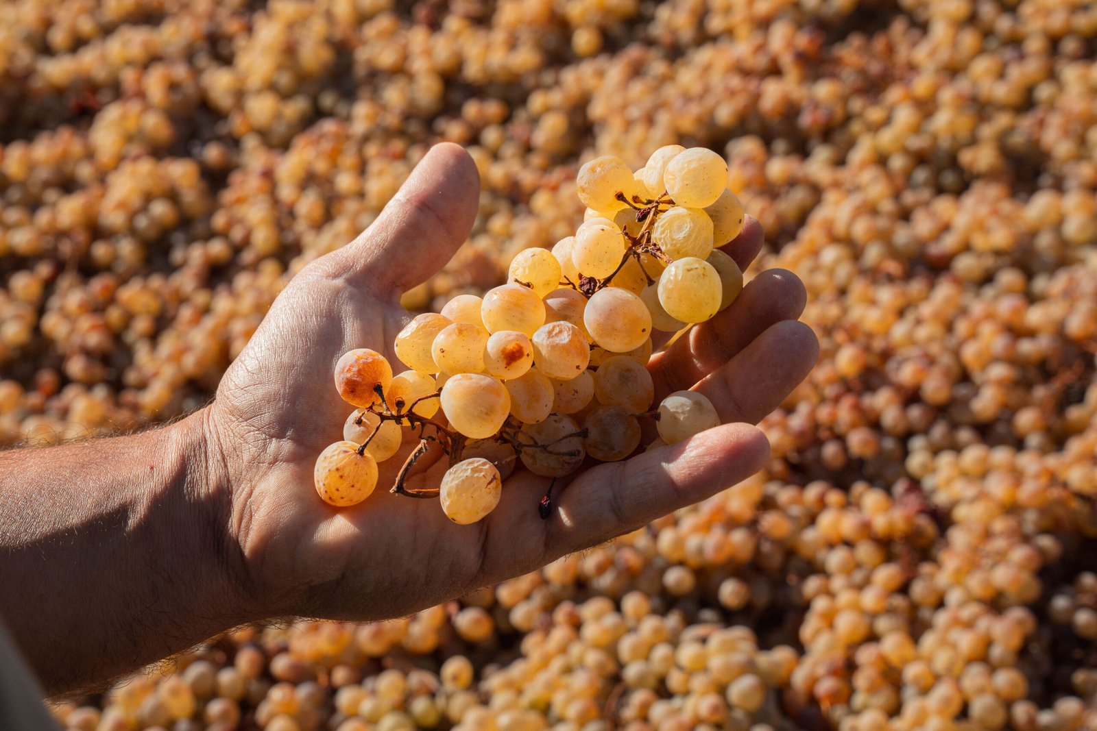Tsiakkas Winery